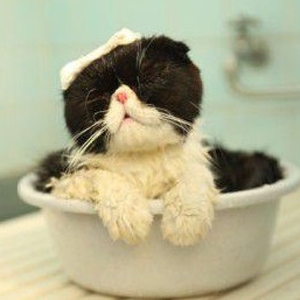 猫はとっても綺麗好き！でもお風呂は嫌い！？