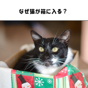 なぜ猫が箱に入る？？