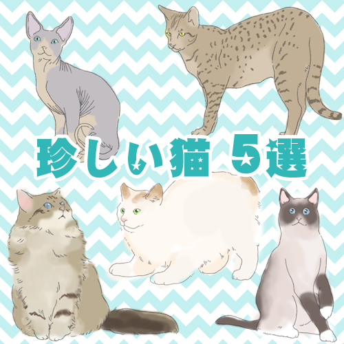 日本ではまだ珍しい猫種5選