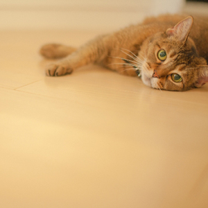 猫の個性・自分ワールド