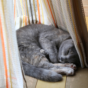 猫は、春になるとよく寝るようになる？