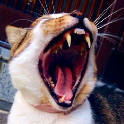 猫の歯周病率80％！歯磨き嫌いな猫ちゃんのための歯磨きのやり方と代替法