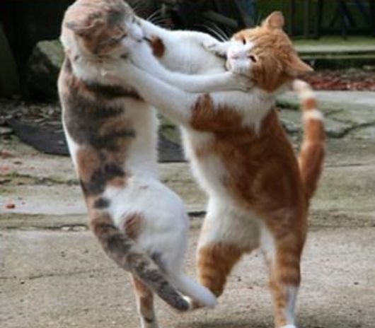 猫から赤ちゃんに病気は移るの?