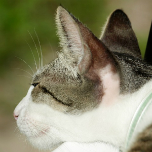 猫の耳掃除の方法と頻度、嫌がる時のコツとは？