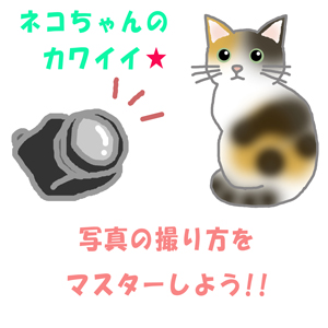 猫ちゃんの写真〜可愛い撮り方をマスターしよう!!〜