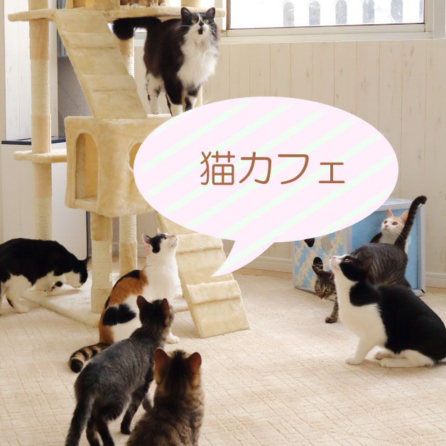 “譲渡型猫カフェ”「猫カフェ にゃんくる」の 横浜桜木町店がオープンしました