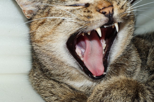 cat-196475_640