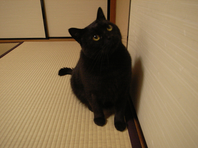 cat08
