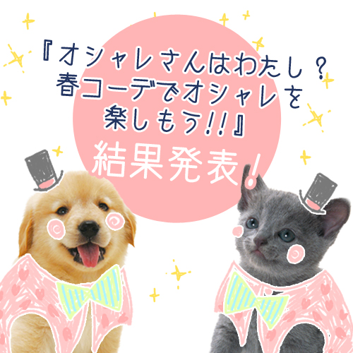 【結果発表】ペットスマイルフォトコンテスト 「オシャレさんはわたし？春コーデでオシャレを楽しもう!!」