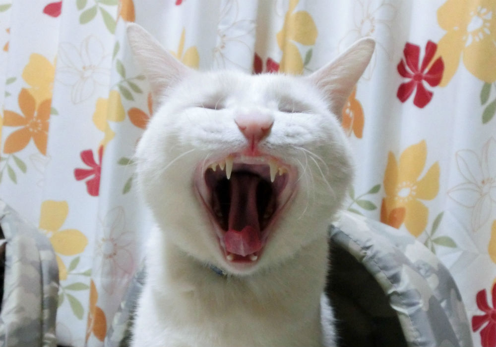 家の猫の写真②