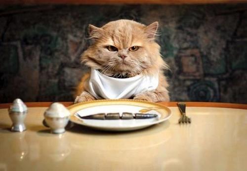 驚くべき猫の食事調整能力