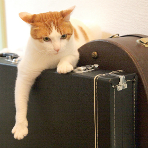 旅行中、猫に快適に留守番してもらうために！