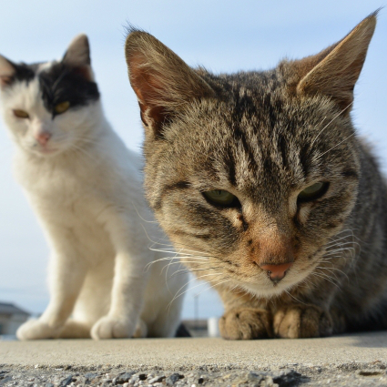 え！あっちもこっちも大忙し！猫の楽園「猫島」ってどこにあるの？