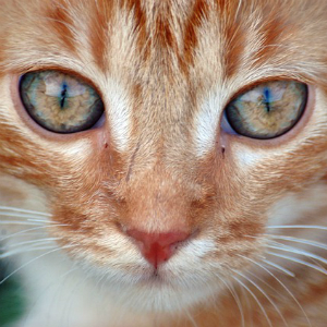 猫も結膜炎になる？その原因と対策法は？