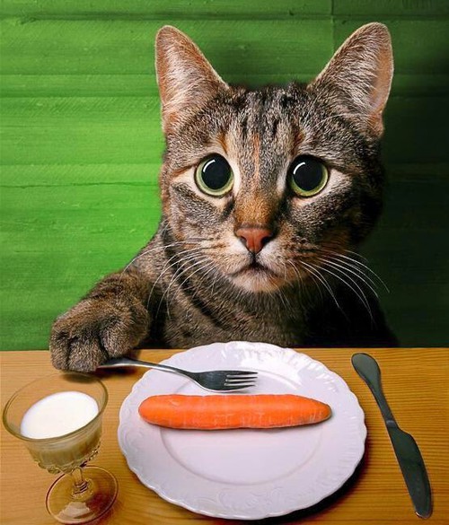 猫は美食家
