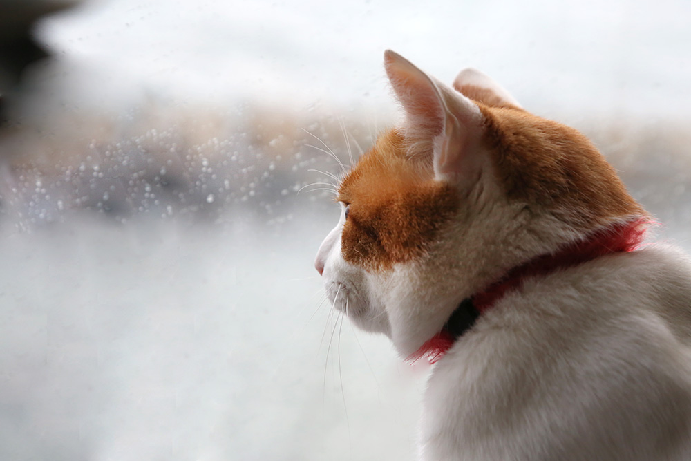 窓の外を見ている猫