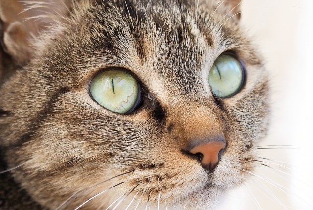 瞳孔が小さい猫