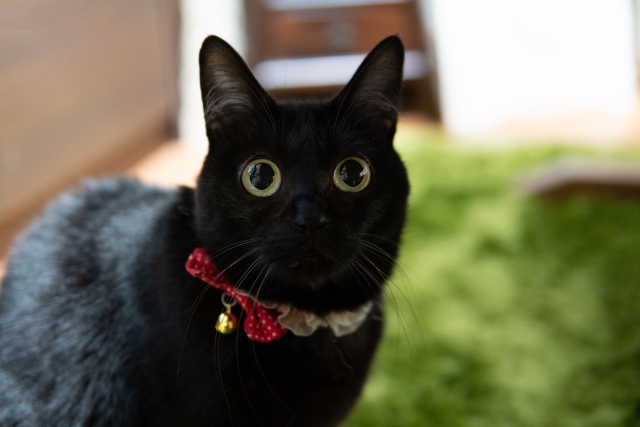 瞳孔が大きい猫