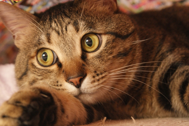 瞳孔が縦の楕円型の猫