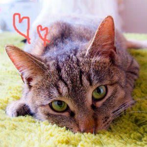 猫は気まぐれだけど、それが魅力！自由な猫たちの魅力を探ろう！