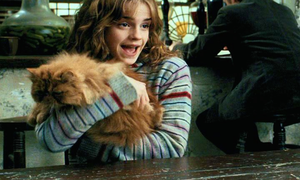 hermione-crookshanks-cat
