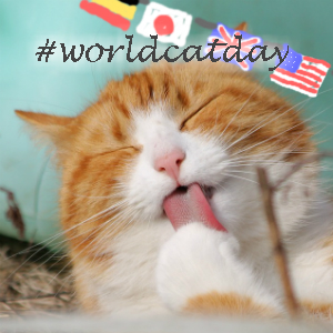 ８月８日は「世界猫の日」！愛猫と猫の日を一緒にお祝いしよう