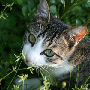 猫の目の病気「チェリーアイ」の症状、治療法とは