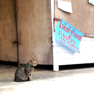 【海外】タイのバンコクならでは！広いおうちで生き生きと暮らす猫ちゃんのお話♪