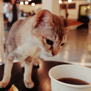 猫好き必見！猫カフェでモテモテになるための必勝術