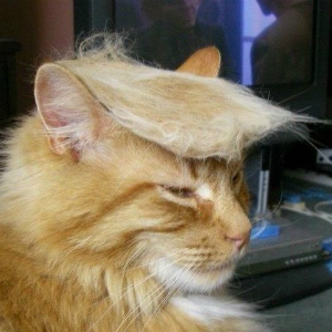 注目!!米大統領候補トランプ氏にそっくりなネコがSNSで大ブーム!?