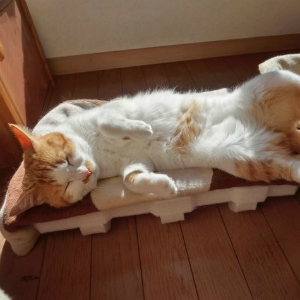 猫だって猛暑日はつらい！！シニア猫のための暑さ対策