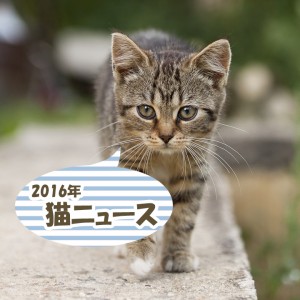 猫好き注目！2016年上半期に話題になった猫にまつわるニュース