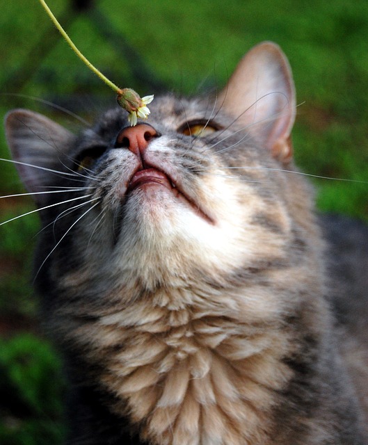 猫同士の挨拶や病気のサイン 猫の鼻が湿ってるのにはこんな役割が 猫の総合情報サイト ペットスマイルニュースforネコちゃん