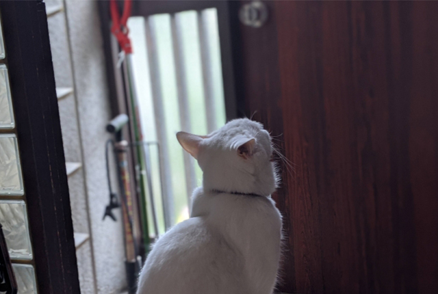 玄関で飼い主を待つ猫