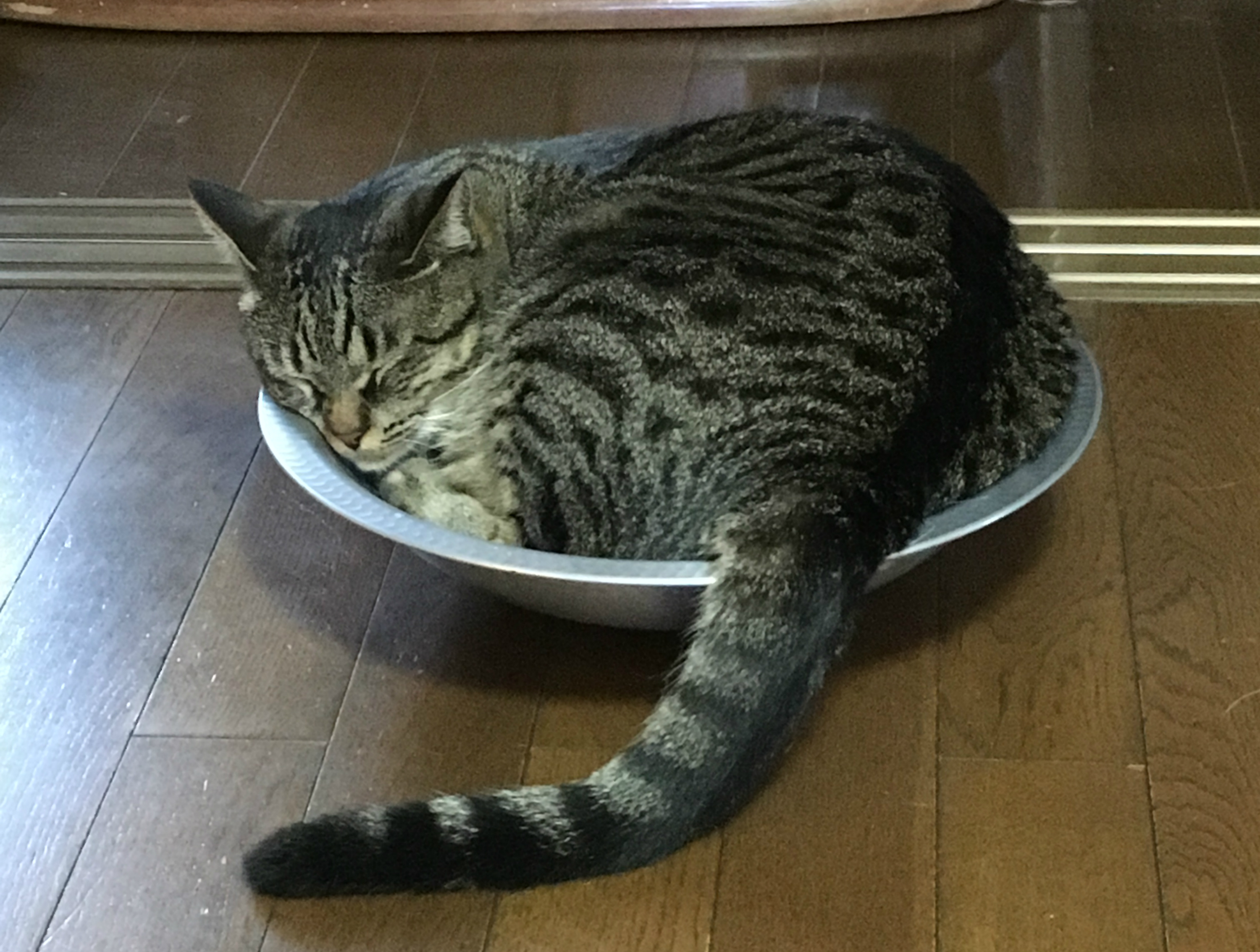アルミ素材の猫鍋で寝る猫