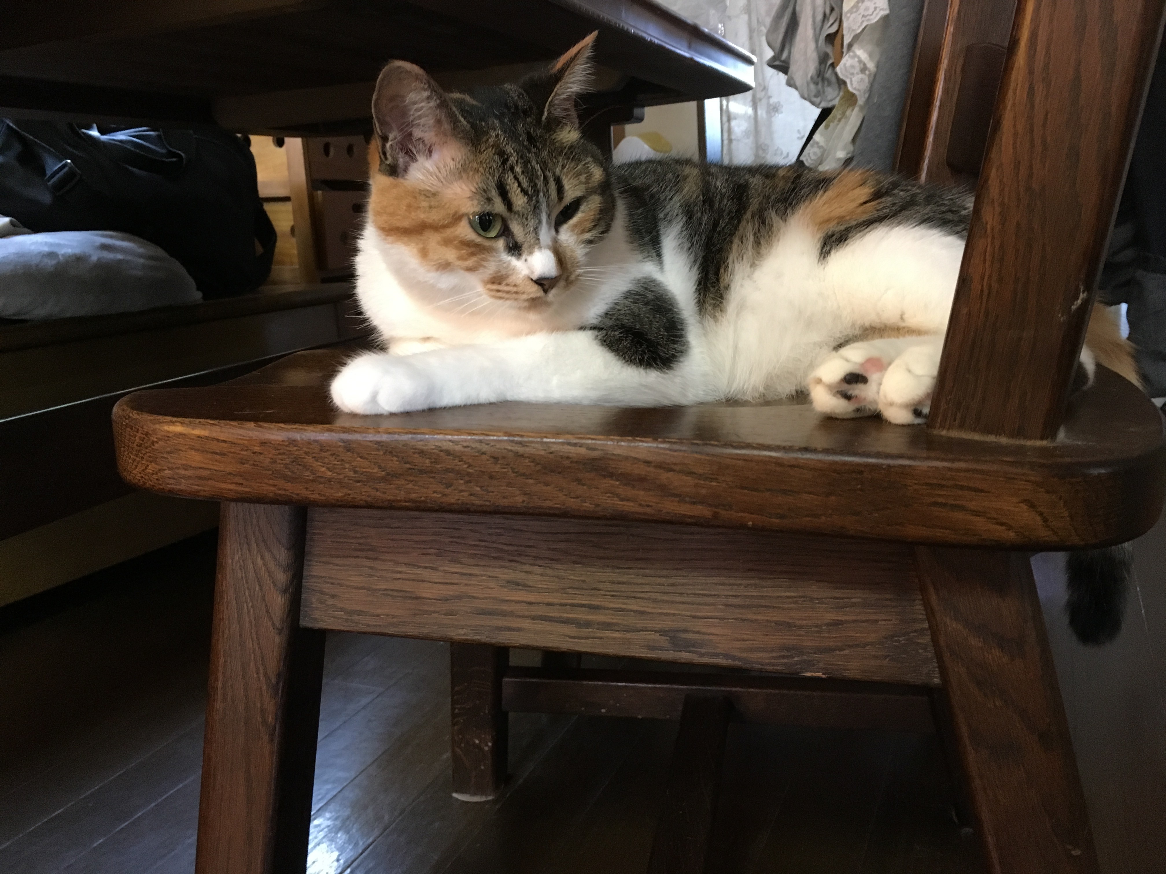 椅子の上でくつろぐ猫