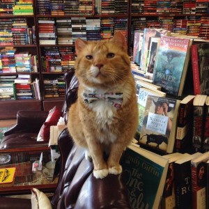 【海外】不機嫌な老猫がCEOに！本屋猫キャッツビーの大逆転ストーリー