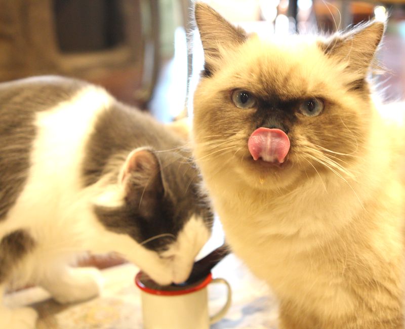 ペットのコジマがプロデュースする猫カフェ『ミネット』