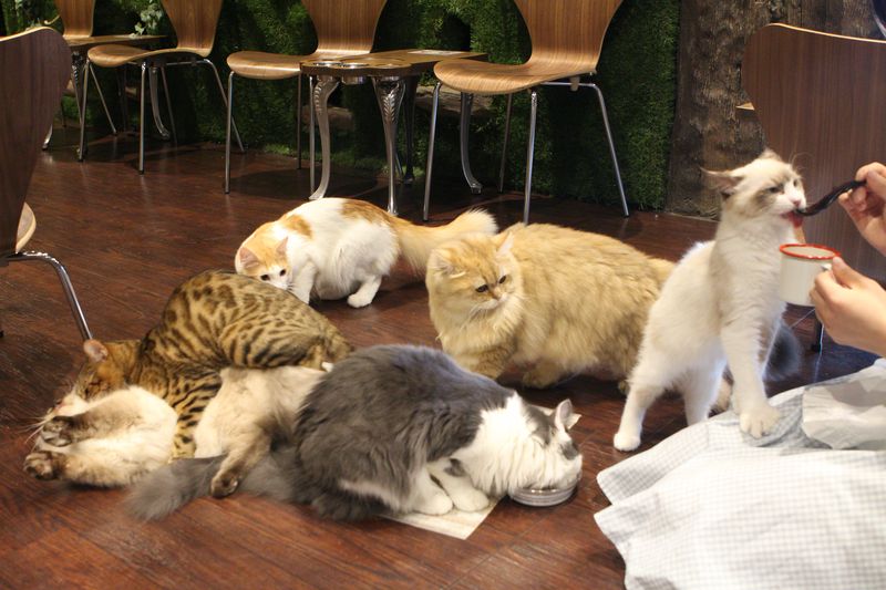 ペットのコジマがプロデュースする猫カフェ『ミネット』