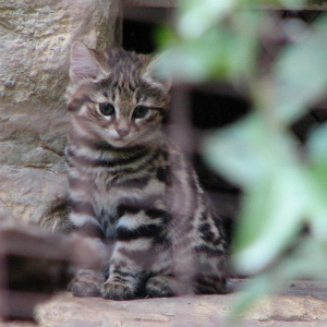 世界最小サイズ猫の「クロアシネコ」日本で会える場所はある？