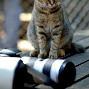 カメラのフラッシュで猫が失明するってホント！？ツイッターでも話題に！