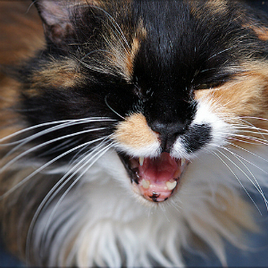 猫の夜鳴きはなぜ起きる？困った鳴き声の原因と対策方法