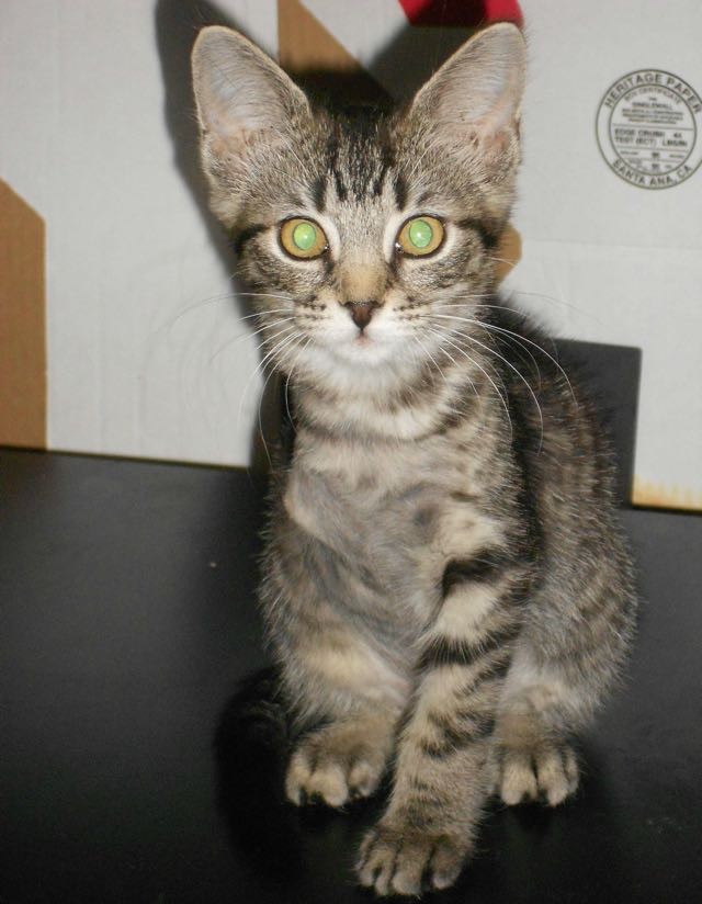 cat03