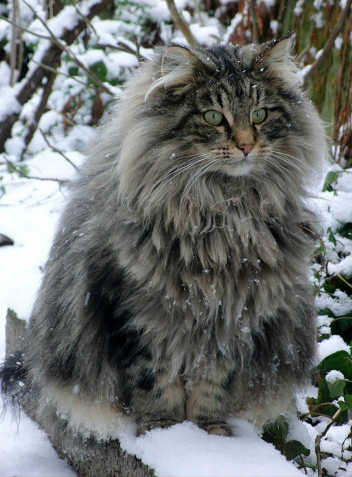 もっふもふの大型猫 メインクーン の性格 特徴 大きさはどれくらい 飼い主との比較画像あり 猫の総合情報サイト ペットスマイルニュースforネコちゃん