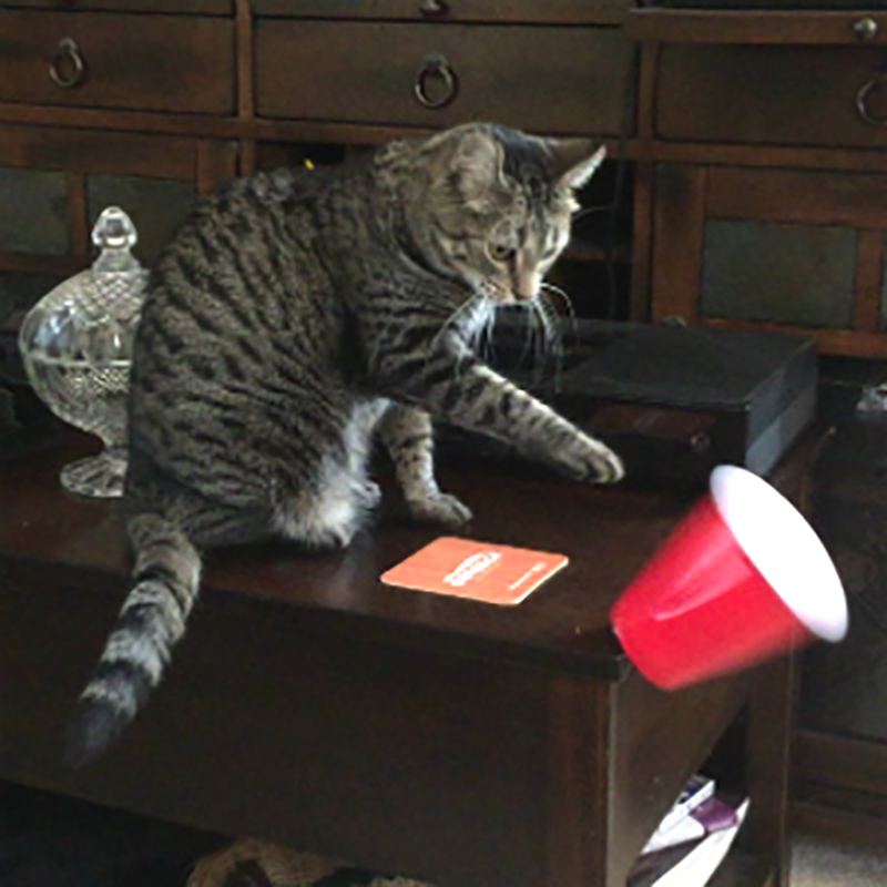 猫が机から物を落とすのはなぜ？その不思議な行動の４つの理由を徹底解説！
