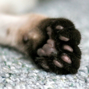 【面白ねこ雑学】６本指の猫がいるってホント！？ヘミングウェイが愛した多指症の猫たち