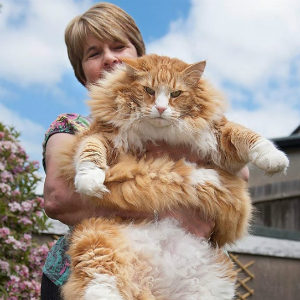 もっふもふの大型猫『メインクーン』の性格、特徴、大きさはどれくらい？※飼い主との比較画像あり