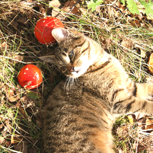【食欲の秋】猫も食べられる秋の食べ物を使ったおすすめ手作りレシピ♪