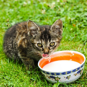 子猫のミルクの与え方はどうすれば？量、頻度、飲まない時の対処法は？