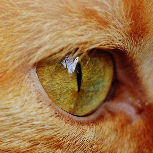 【面白ねこ雑学】猫ならでは！？猫の瞳孔が縦に細い理由は？